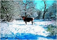 Texas Longhorn cattle